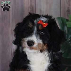 TRACEY, Australian Mountain Doodle Puppy